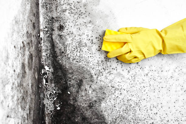 Best Black Mold Removal  in Fort Pierre, SD