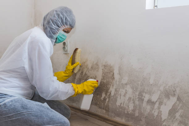 Best Mold Removal Company Near Me  in Fort Pierre, SD