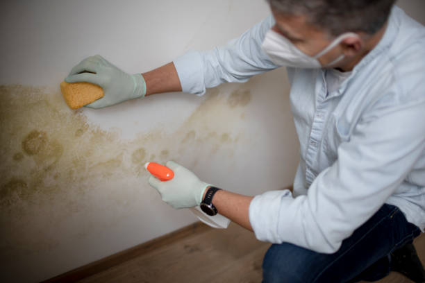 Best Certified Mold Removal  in Fort Pierre, SD