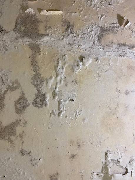 Best Toxic Mold Removal  in Fort Pierre, SD