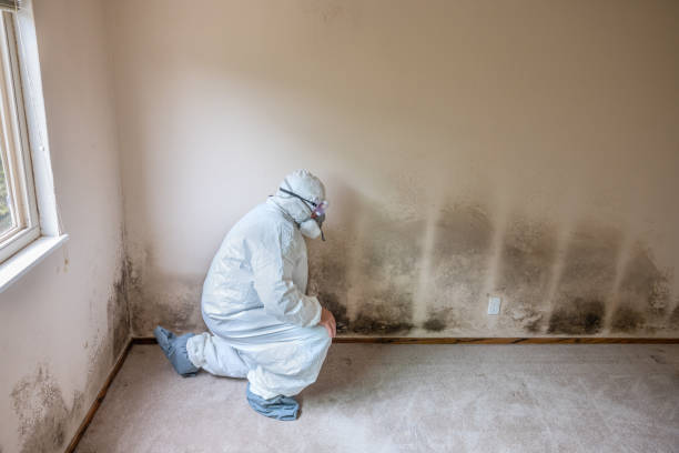 Best Office Mold Removal Services  in Fort Pierre, SD