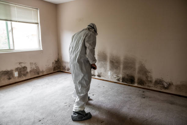 Home Mold Removal in Fort Pierre, SD