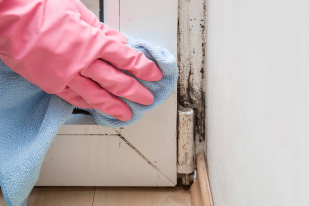 Best Mold Cleaning Services  in Fort Pierre, SD